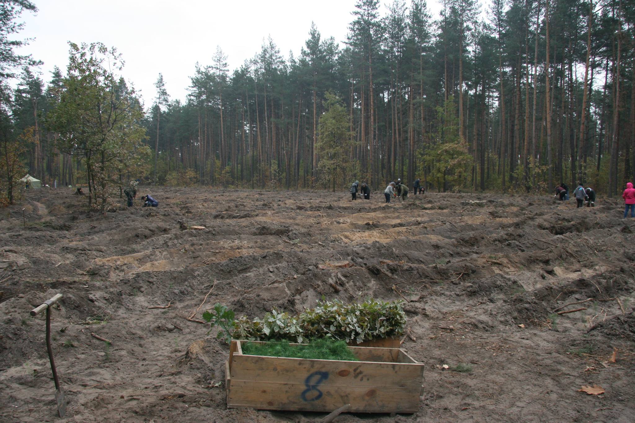 I Sustain Beauty – Друзі лісу - № 2